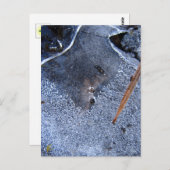 Raven Totem, Black Bird Corvid Briefkaart (Voorkant / Achterkant)