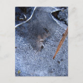 Raven Totem, Black Bird Corvid Briefkaart (Voorkant)