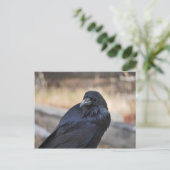 Raven van geelsteen briefkaart (Staand voorkant)
