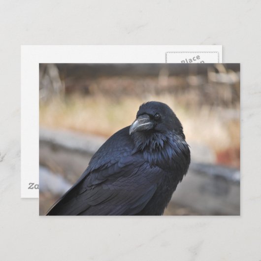 Raven van geelsteen briefkaart (Voorkant / Achterkant)