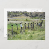 ravinnen die op hek zitten briefkaart (Voorkant / Achterkant)