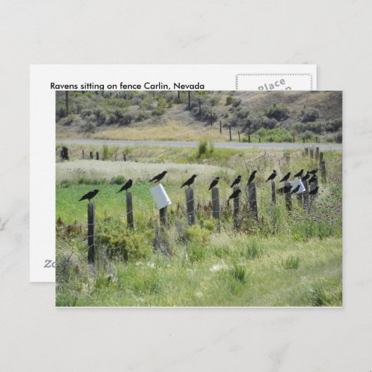 ravinnen die op hek zitten briefkaart (Voorkant / Achterkant)