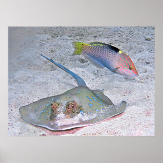 Ray en Wrasse Poster