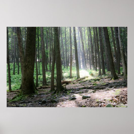 Ray of Hope 36 x 24 Poster (Voorkant)
