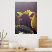 Rays Poster (Keuken)