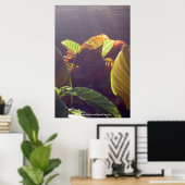 Rays Poster (Thuiskantoor)