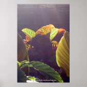 Rays Poster (Voorkant)