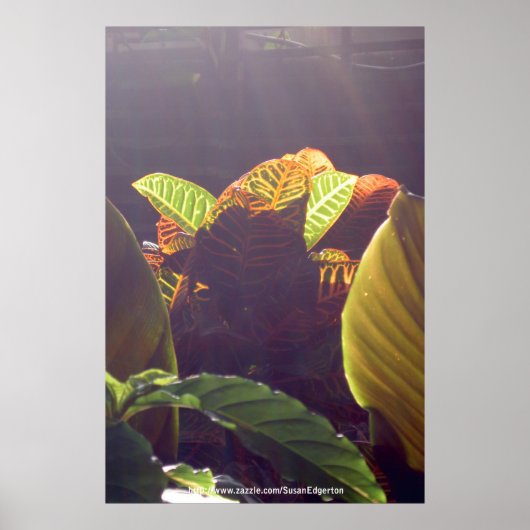 Rays Poster (Voorkant)