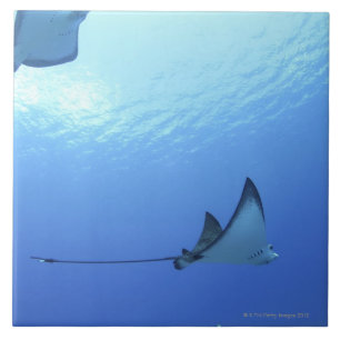 Rays zwemmen, Saipan, Noordelijke Marianen Tegeltje