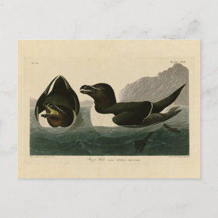 Razor Bill, John James Audubon's Birds of America Briefkaart
