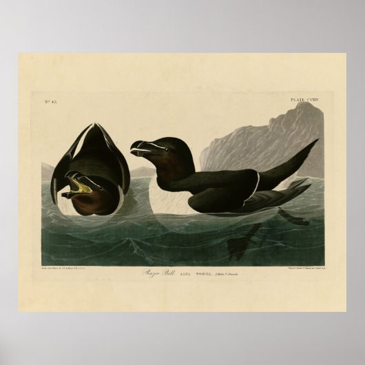 Razor Bill, John James Audubon's Birds of America Poster (Voorkant)