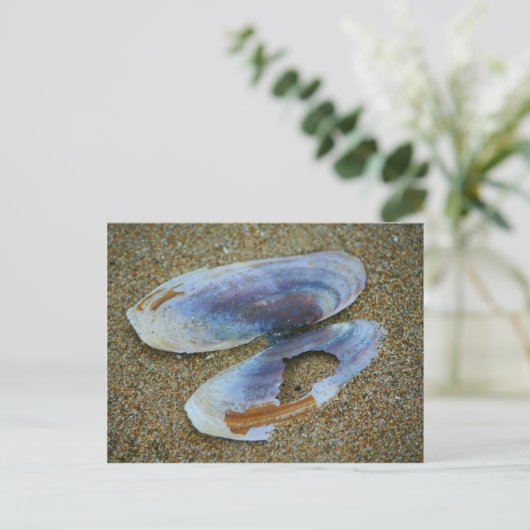 Razor Clam Shell, Oregon Briefkaart (Staand voorkant)