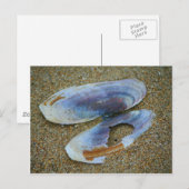 Razor Clam Shell, Oregon Briefkaart (Voorkant / Achterkant)