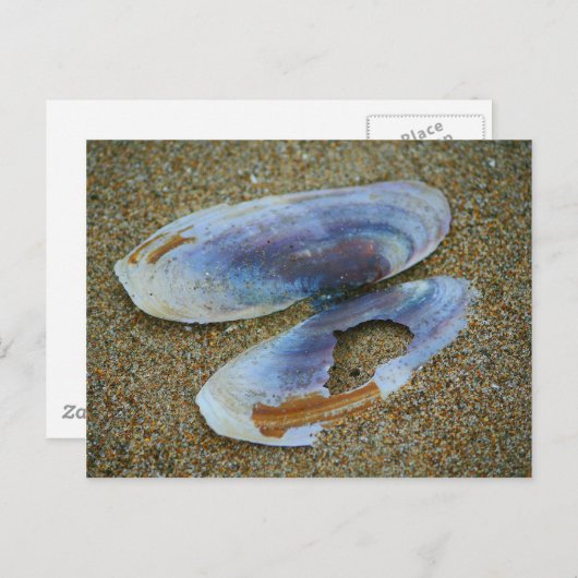 Razor Clam Shell, Oregon Briefkaart (Voorkant / Achterkant)