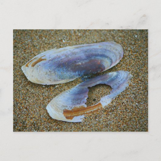 Razor Clam Shell, Oregon Briefkaart (Voorkant)