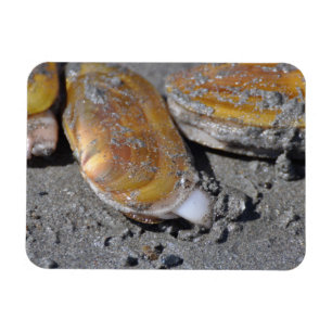 Razor Clams Diggging Magneet