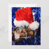 Razorbacked Muskschildpad, Santa Hat over kop Feestdagenkaart (Voorkant / Achterkant)