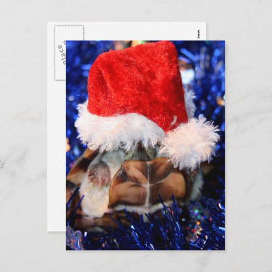 Razorbacked Muskschildpad, Santa Hat over kop Feestdagenkaart (Voorkant / Achterkant)