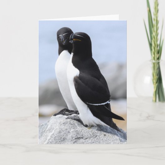 Razorbill Pair Kaart (Voorkant)