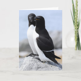 Razorbill Pair Kaart