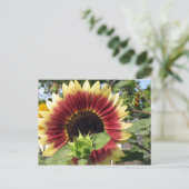 Razzmatazz Sunflower Briefkaart (Staand voorkant)