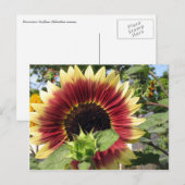 Razzmatazz Sunflower Briefkaart (Voorkant / Achterkant)