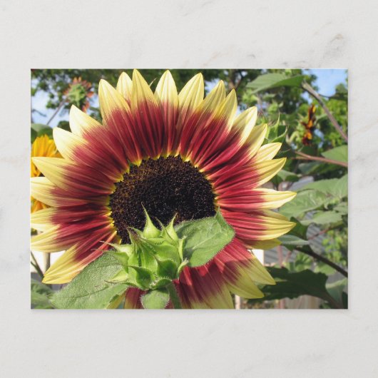 Razzmatazz Sunflower Briefkaart (Voorkant)