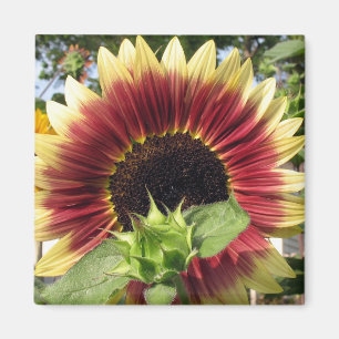 Razzmatazz Sunflower Magneet
