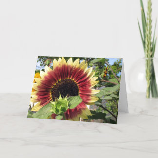 Razzmatazz Zonnebloem Kaart