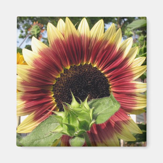Razzmatazz Zonnebloem Magneet (Voorkant)