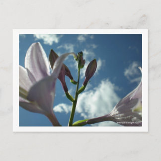 "Reach for the Sky" Briefkaart