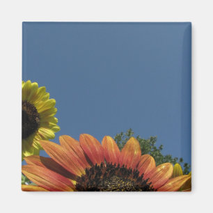 Reach voor de hemel! magneet