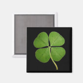 Real 4 Leaf Clover Shamrock Black Magneet (Voorkant / Achterkant)