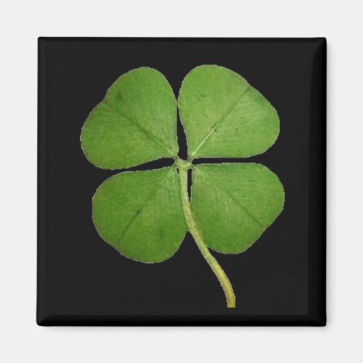 Real 4 Leaf Clover Shamrock Black Magneet (Voorkant)