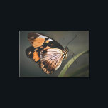real butterfly wall art, butterfly, butterfly canvas afdruk<br><div class="desc">butterfly</div>