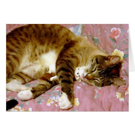 Real Cat, Fake Cat (Voorkant Horizontaal)