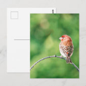 Real Photo House Finch Natuur Bird Briefkaart (Voorkant / Achterkant)