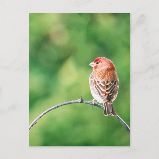 Real Photo House Finch Natuur Bird Briefkaart (Voorkant)