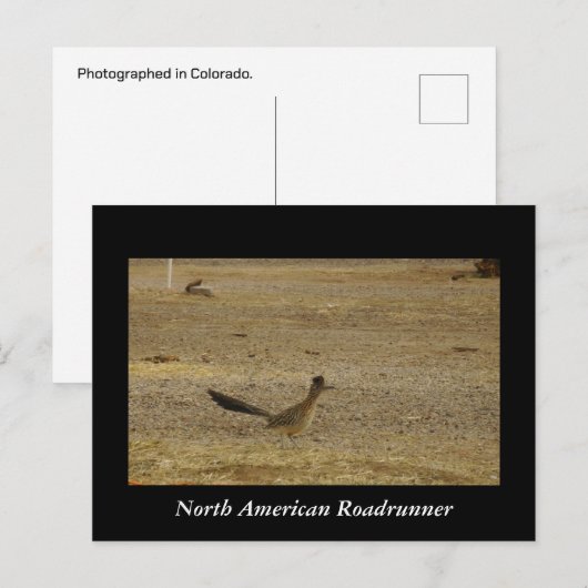 Real Roadrunner Briefkaart (Voorkant / Achterkant)