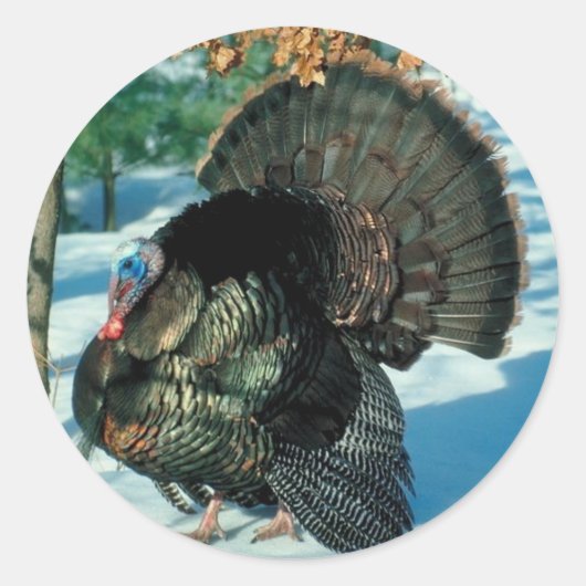Real Turkey Photo Winter Snow Ronde Sticker (Voorkant)