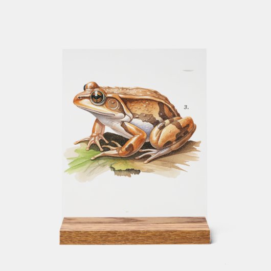 Realistic Frog Desk Sign Natuur Geïnspireerd Decor (Voorkant)