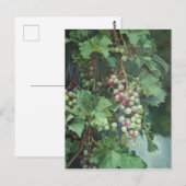 Realistic Grape Vine with Leaves – Fine Art Briefkaart (Voorkant / Achterkant)