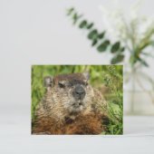 Realistic Groundhog Close Up Nature Wildlife Photo Briefkaart (Staand voorkant)