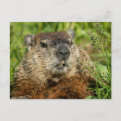 Realistic Groundhog Close Up Nature Wildlife Photo Briefkaart (Voorkant)