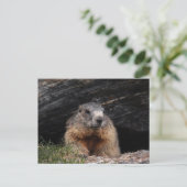 Realistic Nature Groundhog Peeking From Rocky Cave Briefkaart (Staand voorkant)