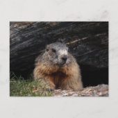 Realistic Nature Groundhog Peeking From Rocky Cave Briefkaart (Voorkant)