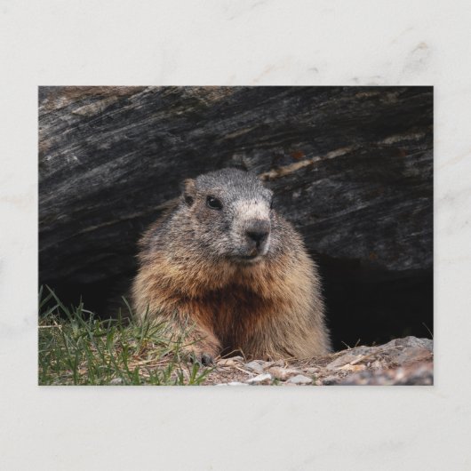 Realistic Nature Groundhog Peeking From Rocky Cave Briefkaart (Voorkant)