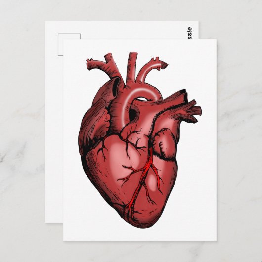 Realistisch Anatomisch Afbeelding van het hart Briefkaart (Voorkant / Achterkant)