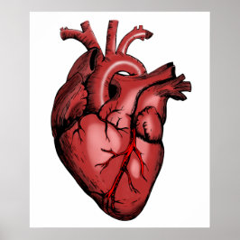 Realistisch Anatomisch Afbeelding van het hart Poster