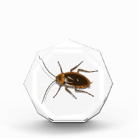Realistisch-bruin-Cockroach Insect